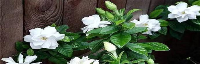 栀子花的寓意是什么意思？如何正确理解栀子花的象征意义？