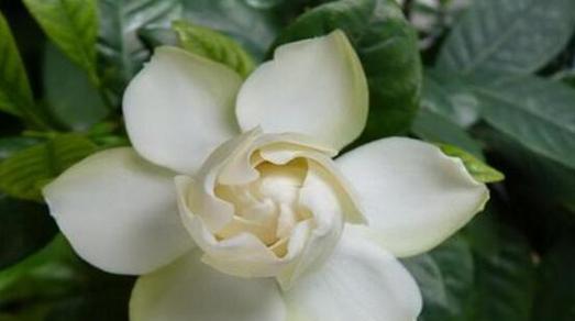 栀子花的寓意是什么意思？如何正确理解栀子花的象征意义？