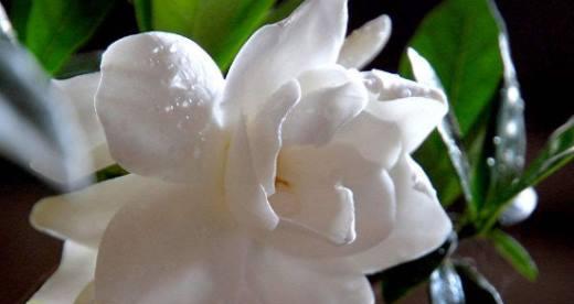 栀子花的寓意是什么意思？如何正确理解栀子花的象征意义？