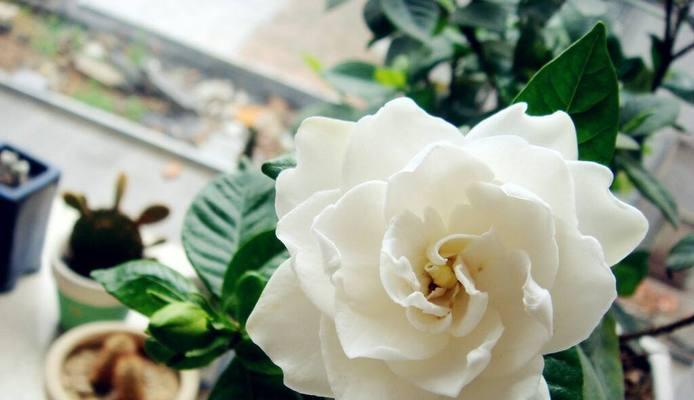 栀子花的寓意是什么？适合送给哪些人？