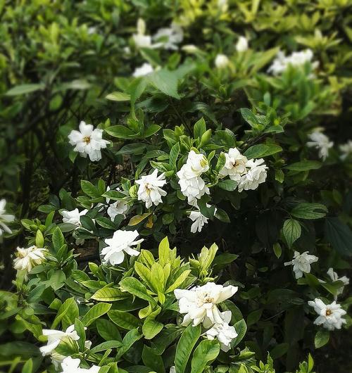 栀子花的寓意是什么？适合送给哪些人？
