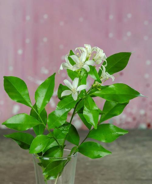 栀子花的寓意是什么？适合送给哪些人？