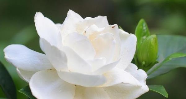 栀子花的花语代表什么含义？如何正确理解栀子花的真正花语？