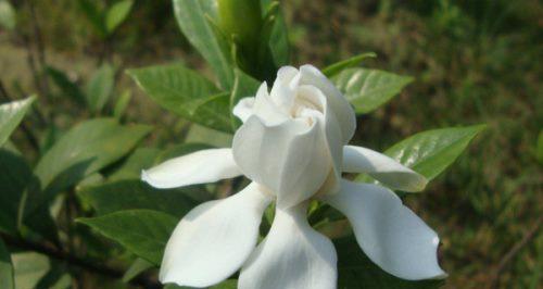 栀子花的花语是什么？它寓意着什么含义？
