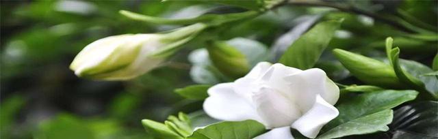 栀子花的花语是什么？它寓意着什么含义？