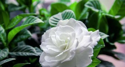 栀子花花语是什么意思？如何解读栀子花的象征意义？