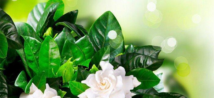 栀子花花语是什么意思？如何解读栀子花的象征意义？