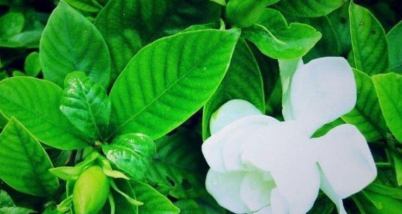 栀子花花语是什么？它有哪些寓意和象征意义？