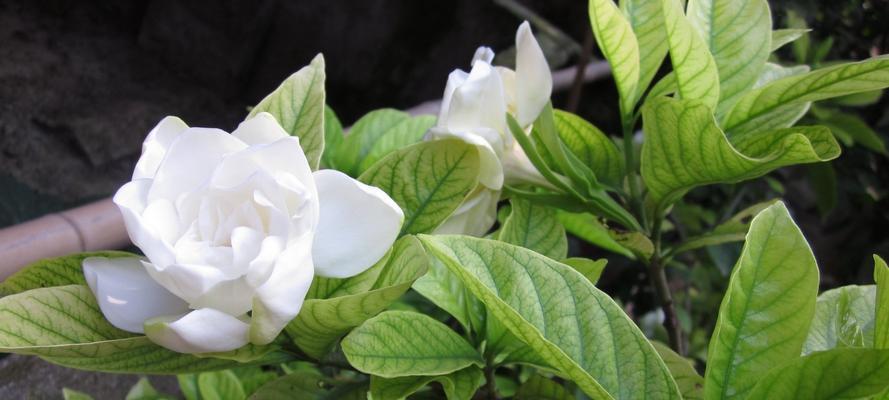 栀子花花语是什么？它有哪些寓意和象征意义？