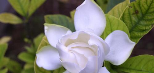 栀子花的花语是什么？栀子花象征着什么含义？