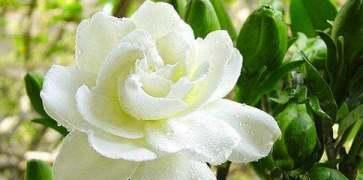 栀子花的花语是什么？栀子花象征着什么含义？