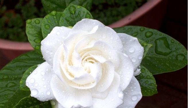 栀子花的花语象征与寓意是什么？如何正确理解？