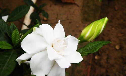 栀子花的花语象征与寓意是什么？如何正确理解？