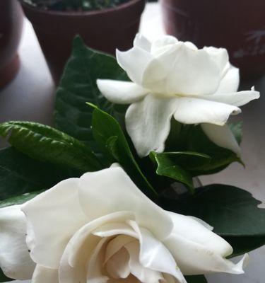 栀子花开寓意着什么？如何理解栀子花的象征意义？