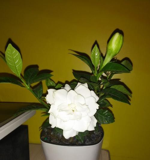栀子花开寓意着什么？如何理解栀子花的象征意义？