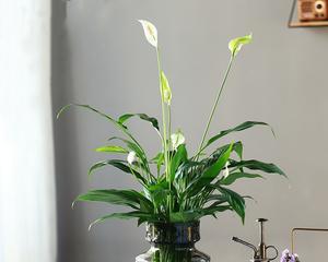植物白掌的花语是什么？养护白掌有哪些注意事项？