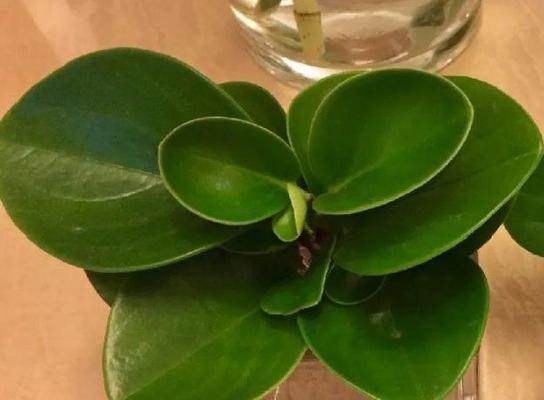 植物的呼吸作用有什么意义？它对植物生长有何重要性？