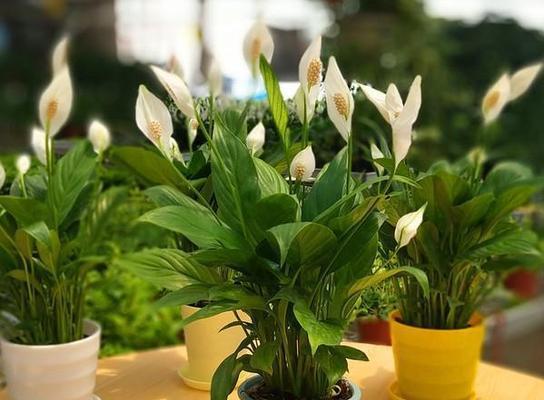 植物的呼吸作用有什么意义？它对植物生长有何重要性？
