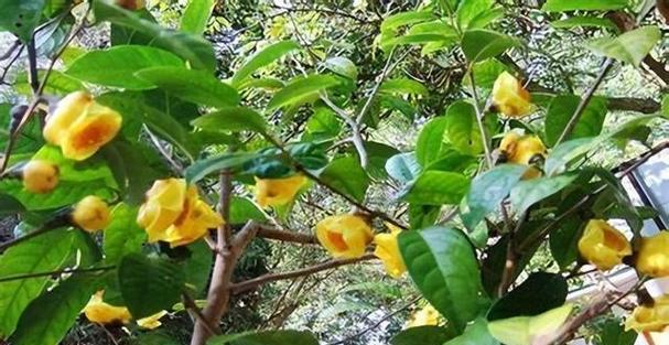 植物的呼吸作用有什么意义？它对植物生长有何重要性？