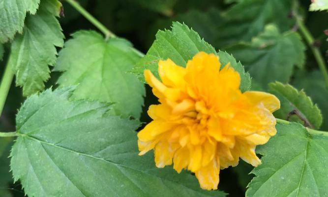 重瓣棣棠花花语是什么？如何养护才能花开更久？