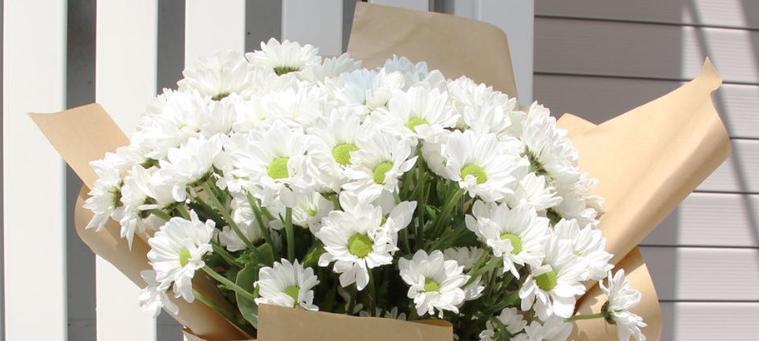 皱菊花代表什么含义？皱菊花的象征意义是什么？