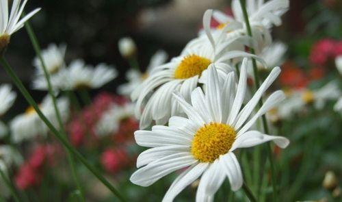 皱菊花代表什么含义？皱菊花的象征意义是什么？