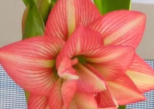 朱顶红的花语是什么？如何正确理解朱顶红的象征意义？