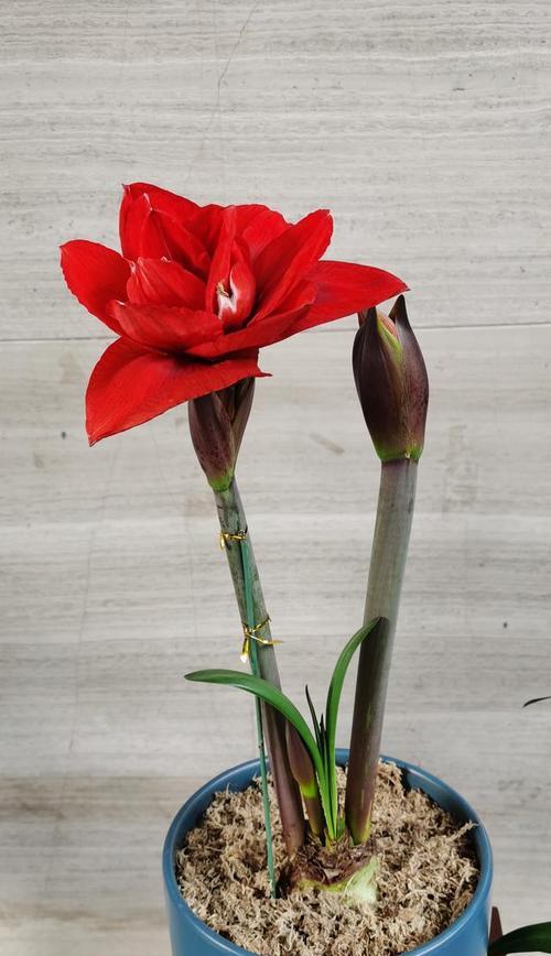 朱顶红花语是什么？了解朱顶红的寓意及其象征意义？