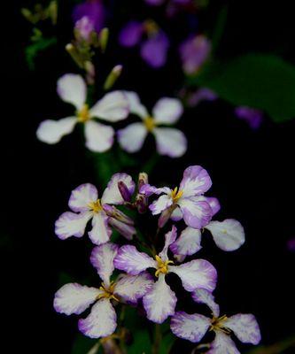 诸葛菜花语是什么？了解诸葛菜的象征意义和文化背景？