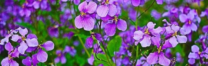 诸葛菜花语是什么？了解诸葛菜的象征意义和文化背景？