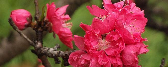 竹夹桃花的花语是什么？如何正确解读竹夹桃花的含义？