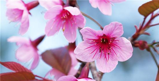 竹夹桃花的花语是什么？如何正确解读竹夹桃花的含义？