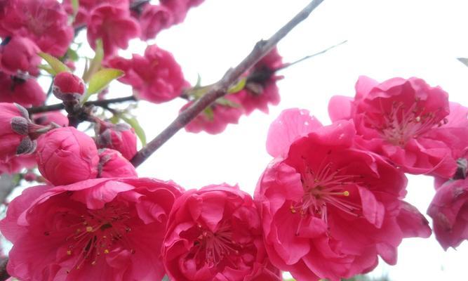 竹夹桃花的花语是什么？如何正确解读竹夹桃花的含义？