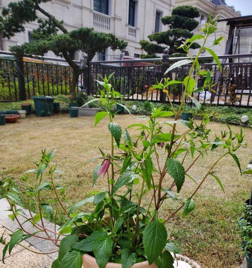 紫斑风铃草花语是什么？了解其独特含义及象征意义？