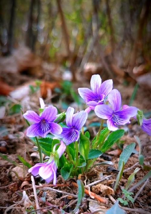 紫花地丁的花语和寓意是什么？