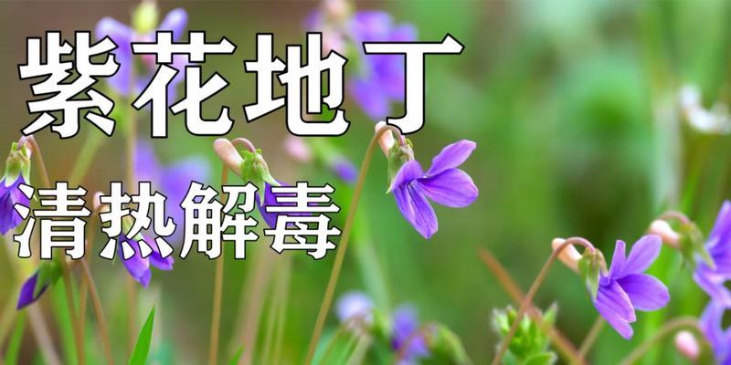 紫花地丁的花语和寓意是什么？