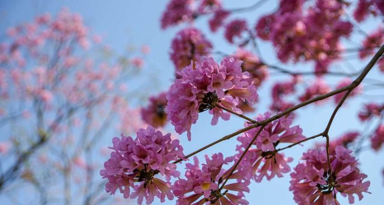 紫花风铃木花语是什么？了解其独特含义和象征意义？