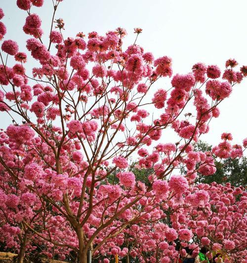 紫花风铃木花语是什么？了解其独特含义和象征意义？