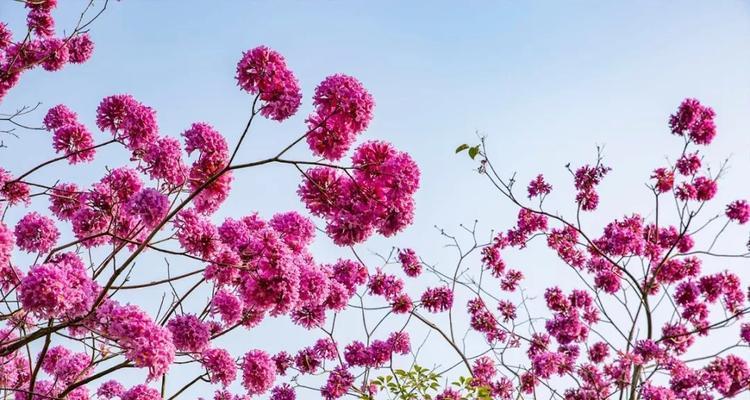 紫花风铃木花语是什么？了解其独特含义和象征意义？