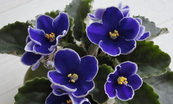 紫罗兰的花语是什么？如何用紫罗兰表达爱意？