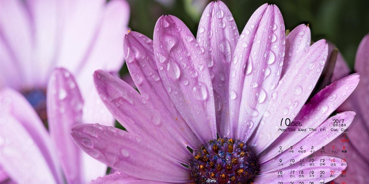 紫色雏菊代表什么含义？花语有哪些特别之处？