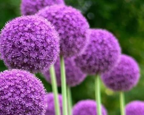 紫色的花有哪些？它们各自的花语是什么？