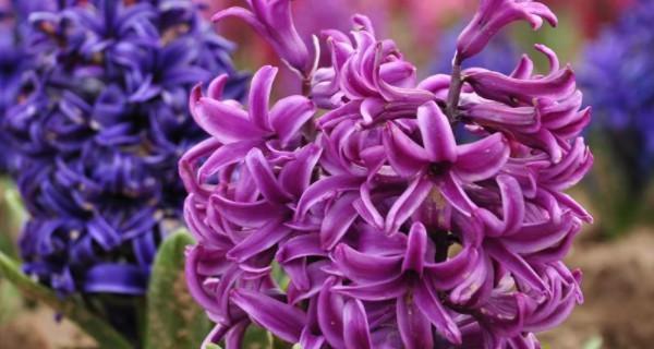 紫色风信子代表什么含义？花语有哪些特别之处？