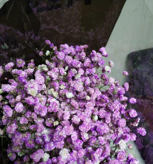 紫色满天星代表什么？花语和寓意是什么？