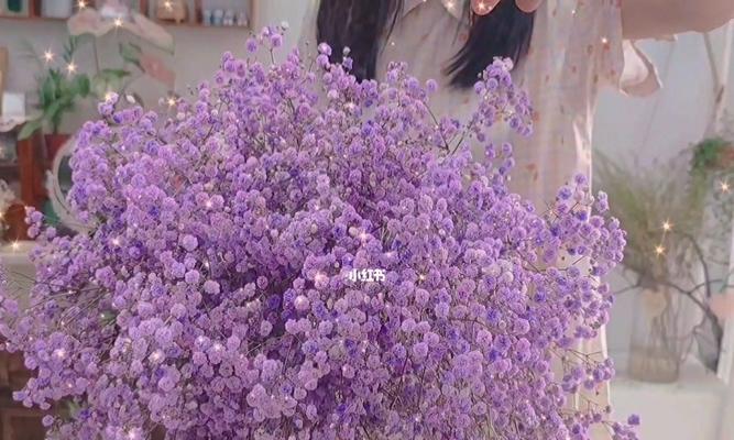 紫色满天星花语是什么？如何正确解读紫色满天星的含义？