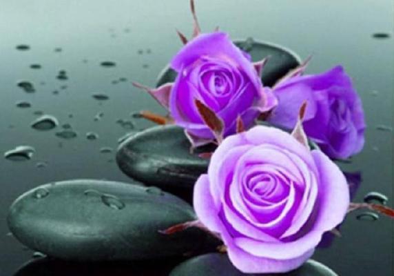 紫色玫瑰代表什么含义？花语解读与送花建议？