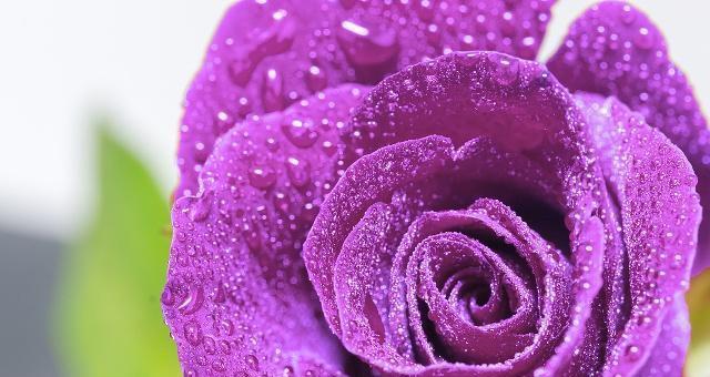 紫色玫瑰代表什么含义？花语解读与送花建议？