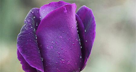 紫色玫瑰代表什么含义？花语解读与送花建议？