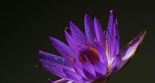 紫色睡莲的花语是什么？如何用它表达爱意？