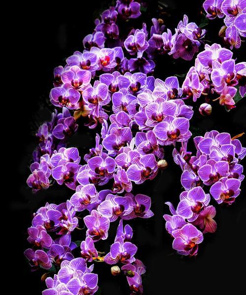 紫色玉兰花代表什么？紫色玉兰花的象征意义有哪些？